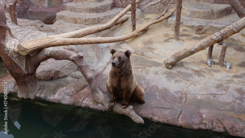 bear sitting peacefully by water in rocky zoo habitat