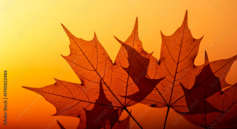 Obraz premium Close-up of translucent brown maple leaves against warm orange background, showcasing autumnal colors and delicate leaf veins, representing nature's beauty and seasonal change, ideal for fall themes