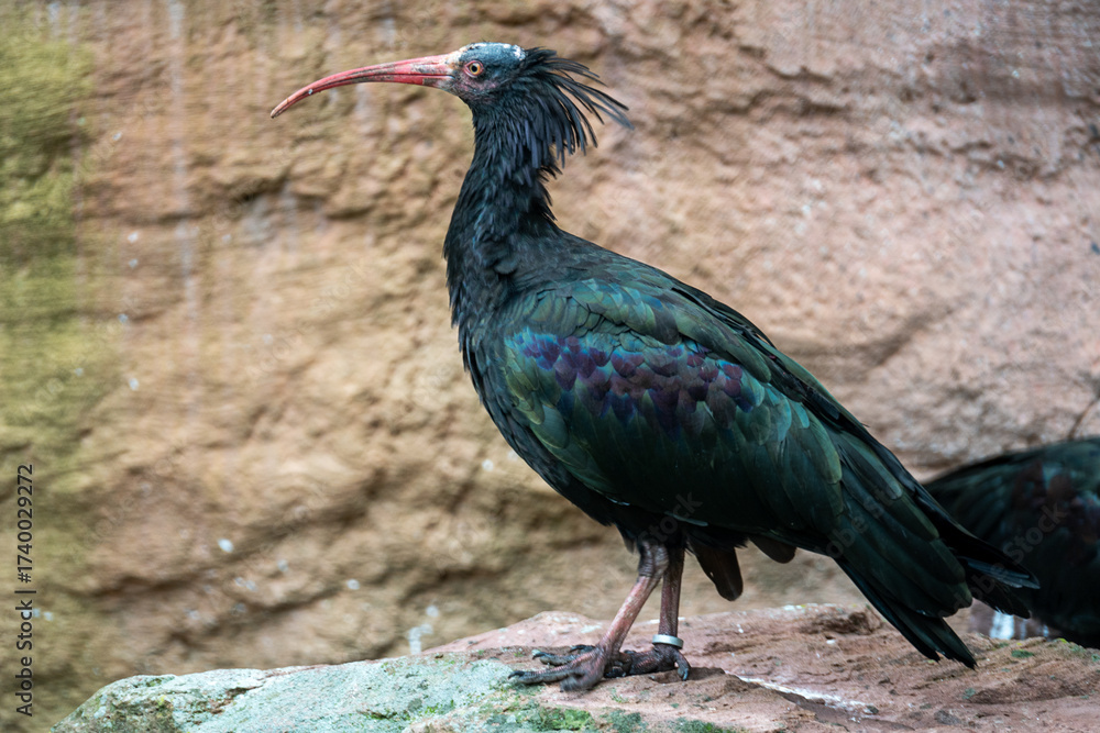 Obraz premium ​A Northern Bald Ibis stands alertly on a rock, displaying its iridescent black plumage and long, curved red beak.