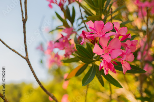 fiori di oleandro