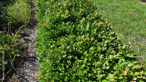 Hedge made of evergreen boxwood (Buxus sempervirens) bushes.