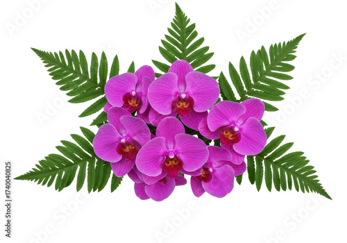 Isolated bright fuchsia moth orchids bloom with fronds, a botanical still life flower portrait