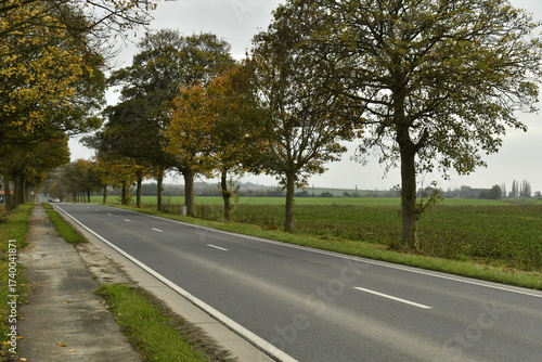Wallpaper Mural Route à deux bandes entre les platanes sous un ciel gris en automne à Ghislenghien (Ath) Torontodigital.ca