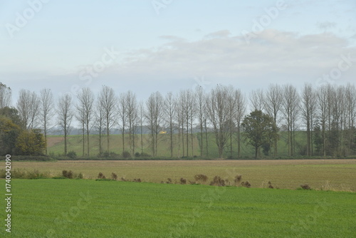 Quadro su tela Rangée de peupliers n'ayant plus de feuillage par un temps brumeux et nuageux à