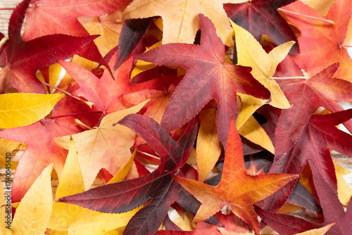 Close-up of colorful autumn leaves in shades of red, yellow and orange creating a natural seasonal background. Vibrant fall foliage texture perfect for seasonal designs, harvest themes or thanksgiving