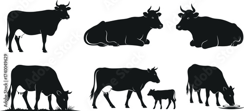 Cow silhouettes in natural poses including grazing, lying, drinking, and standing with calf—farm animal vector set for agriculture themes