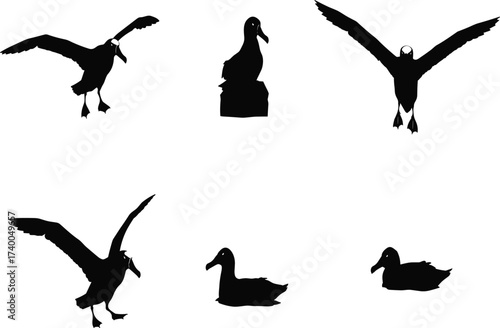 Waterfowl bird silhouettes in flight, perched, and floating poses, ideal for nature, wildlife, ornithology, and vector illustration themes.