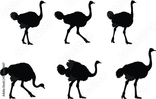 Ostrich silhouette set in various poses, walking, standing, pecking, running, bending, isolated black vector for wildlife design