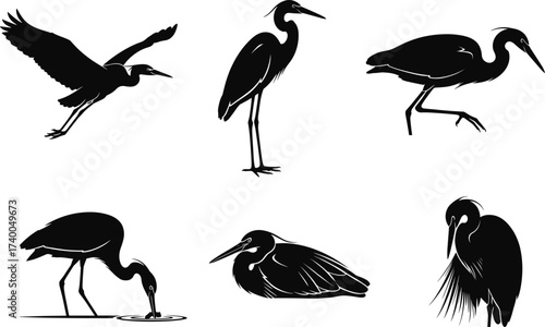 Heron bird silhouettes in flight, walking, resting, and foraging poses, ideal for nature, wildlife, vector art, and educational design.