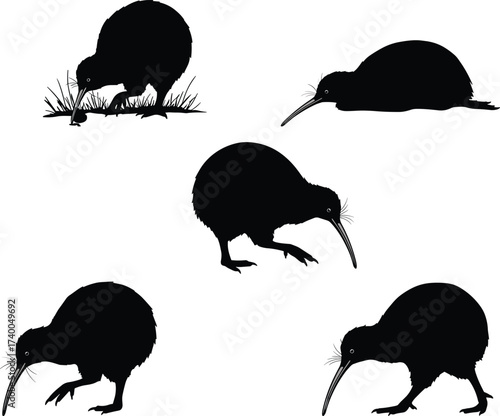 Kiwi bird silhouette set in various poses, walking, pecking, standing, lying down, isolated black vector for wildlife design