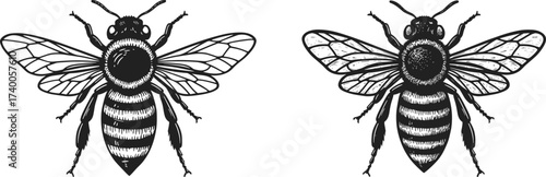 Detailed vintage bee illustration, hand drawn honeybee sketch, insect engraving style, black and white pollinator drawing, nature entomology artwork, vector design