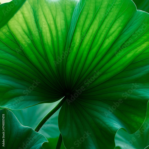 close up of green leaf