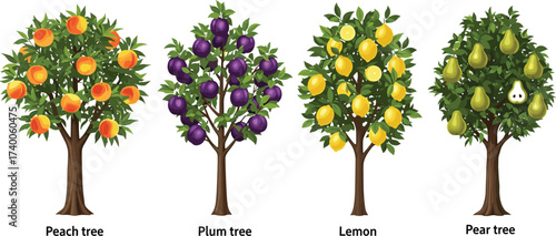 Fruit tree illustration set—peach, plum, lemon, and pear trees with labeled fruits and foliage for botanical, food, and educational themes