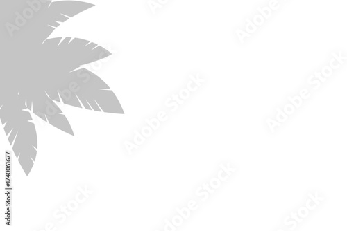 Illustration of palm leaf shadow isolated on transparent background
