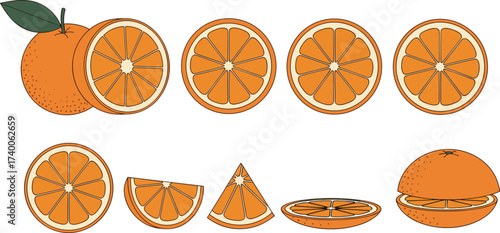 Orange fruit anatomy with cross-sections and slices, citrus illustration set, juicy segments, healthy food vector, botanical design, nutrition concept