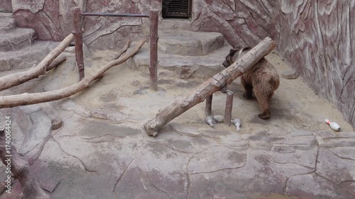 bear sitting peacefully by water in rocky zoo habitat