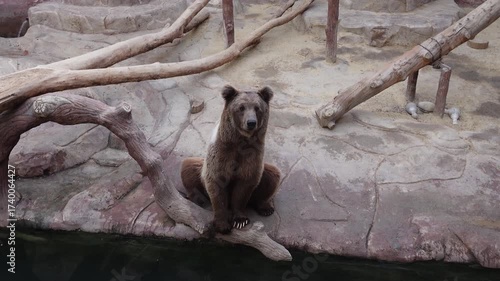 bear sitting peacefully by water in rocky zoo habitat