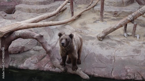 bear sitting peacefully by water in rocky zoo habitat
