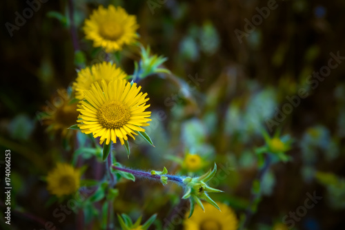 primavera