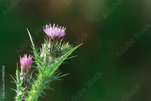 vegetazione spontanea