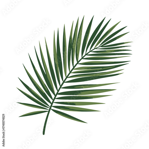 A detailed green palm leaf, isolated on white background, with a sharp and defined appearance 