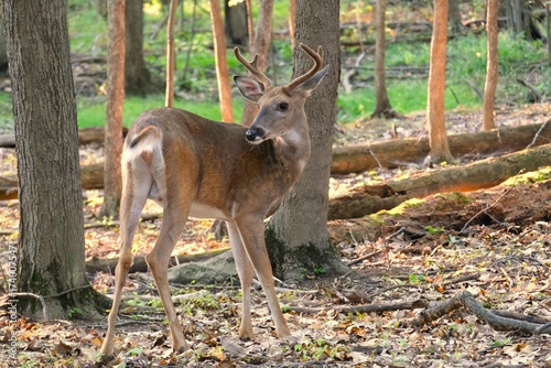Deer in a forest