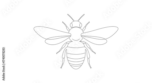 Minimalist line drawing of a bee on a white background showing its anatomy in detail