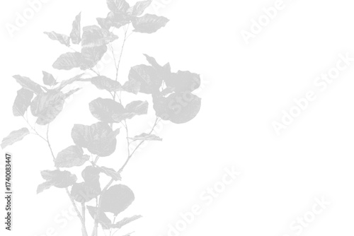 Illustration of shadow of leaves on a branch isolated on transparent background