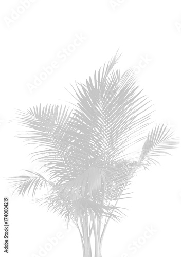 Illustration of shadow of a palm tree frond isolated on transparent background