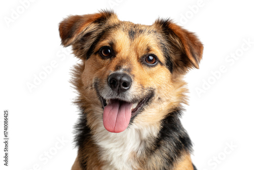 Happy mixed breed dog face with tongue out isolated on transparent background