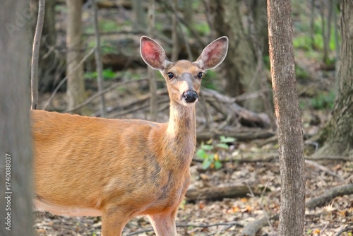 white tailed deer in the woods in autumn 