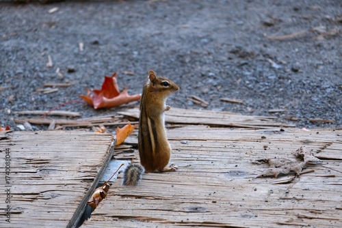 chipmunk in autumn standing on a ground with fallen leaves