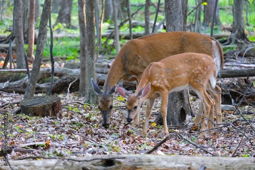 deers in the woods mother with baby