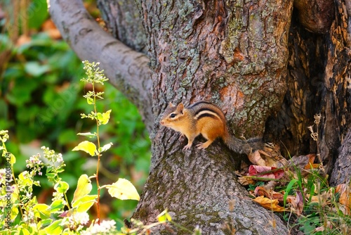 chipmunk on the tree looking at flower