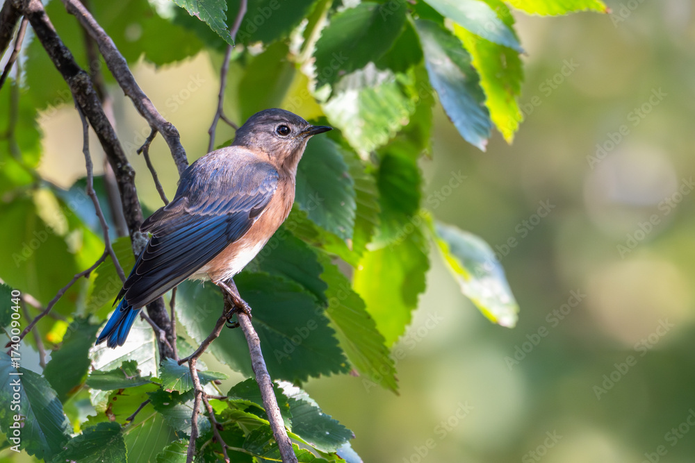 Fototapeta premium Eastern bluebird perched in a tree.