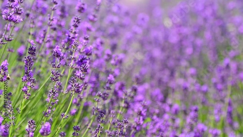 lavender flowers close up	