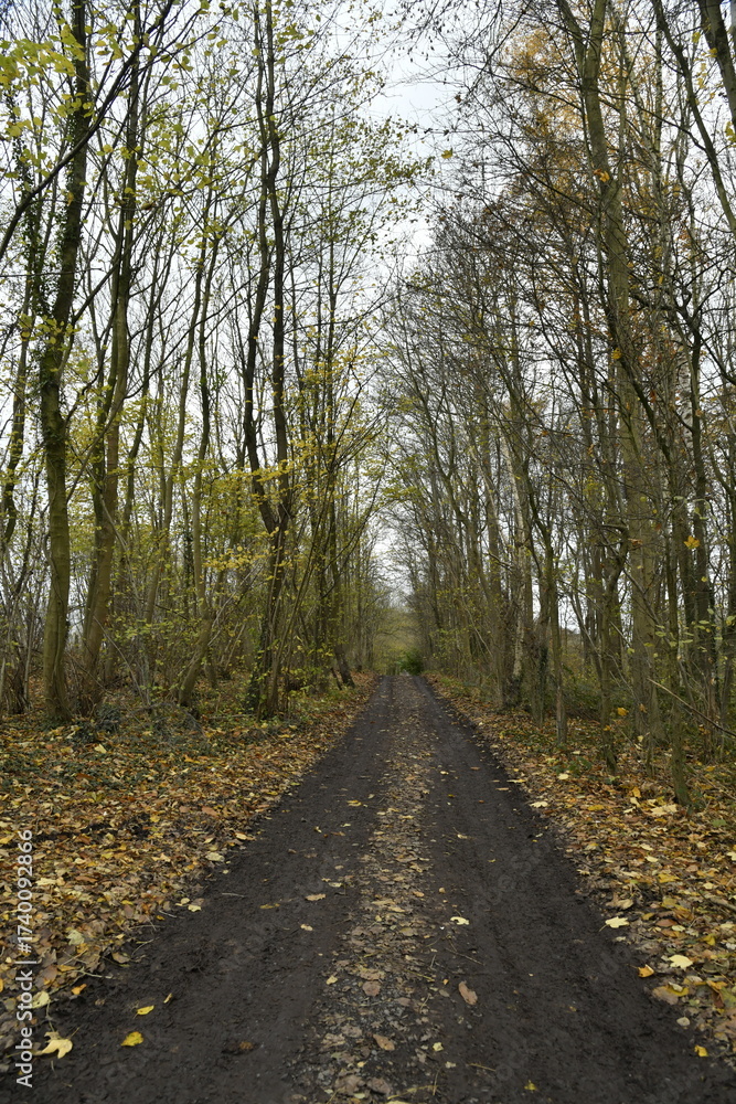 Obraz premium Chemin traversant un bois en fin de journée d'hiver à Écaussinnes d'Enghien (Soignies)