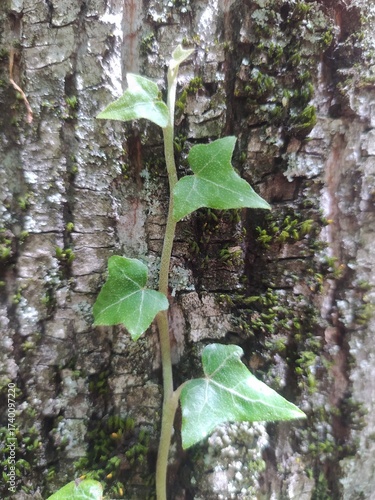 Single Strand of Ivy Climbing Rough Tree Bark with Green Moss