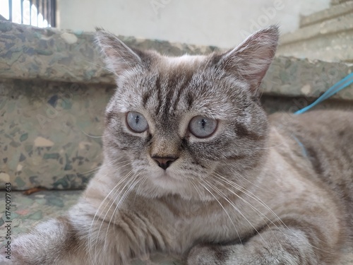 Close-up Portrait of a Beautiful Tabby Cat with Striking Blue Eyes