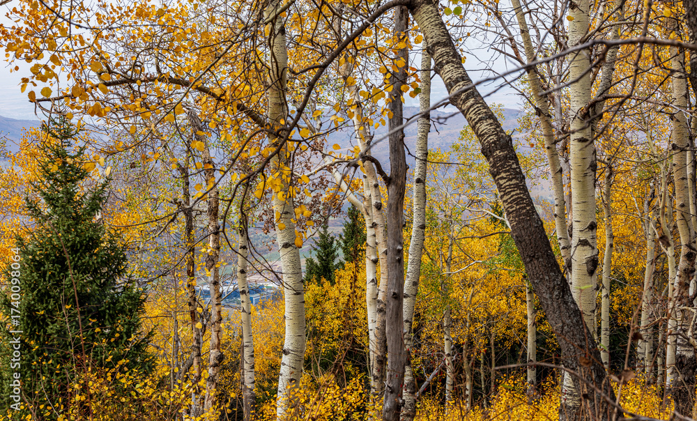 Obraz premium autumn in the forest