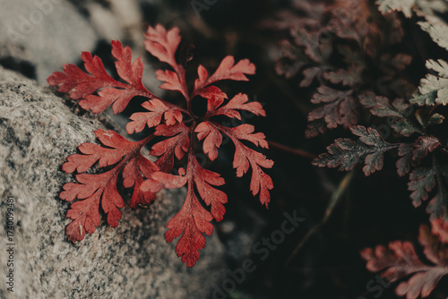 Vibrant red leaves in a natural, moody forest setting. The image captures the beauty of nature with striking red and purple leaves Autumnal background