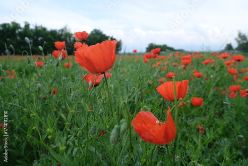 field of red poppies