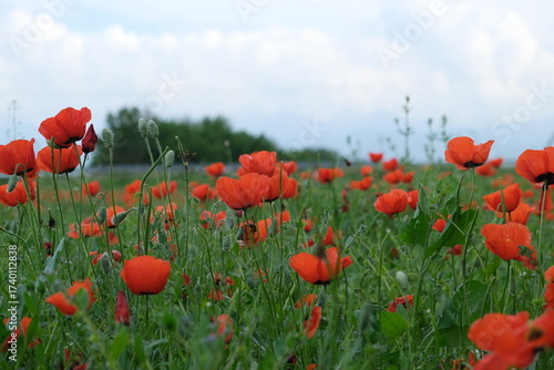 field of red poppies and blue sky