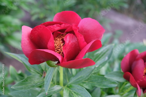 red peony