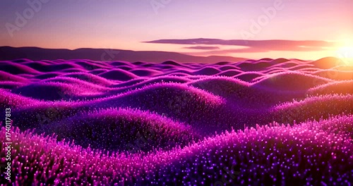 Vibrant purple flower fields at sunset, showcasing natural beauty and tranquility