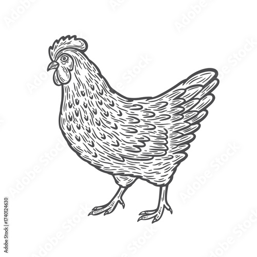 Image of a chicken in engraving style
