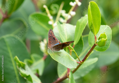 butterfly on a leaf