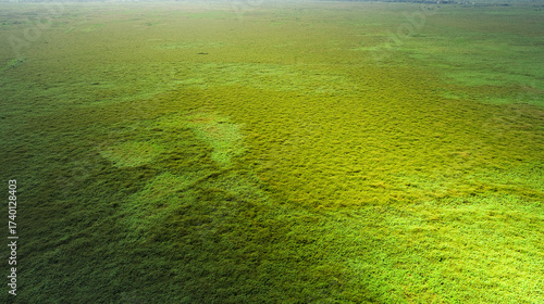 Swamp in borneo with s nice sunrises
