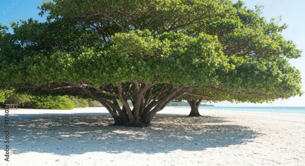 Fototapeta premium Wide tree with low branches on white sandy beach, blurred ocean background
