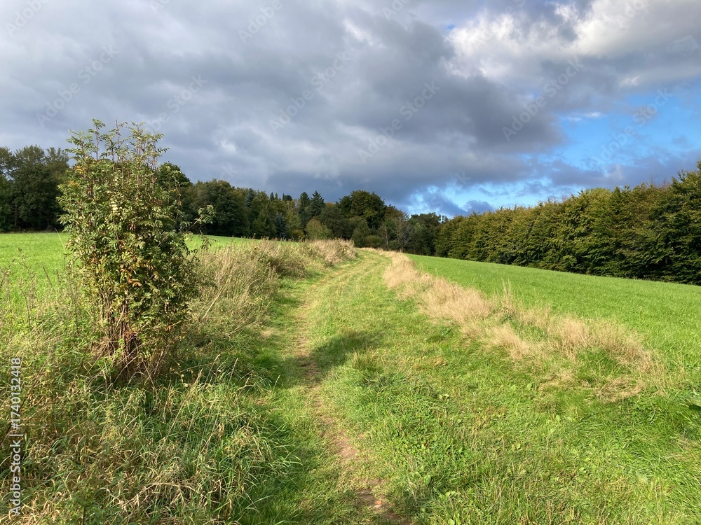 Obraz premium road in the field